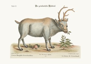The Greenland Buck, 1749-73